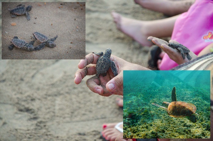Puerto Vallarta Baby Turtles